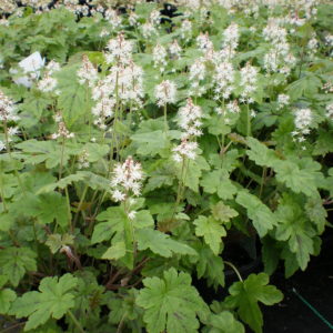TIARELLA cordifolia