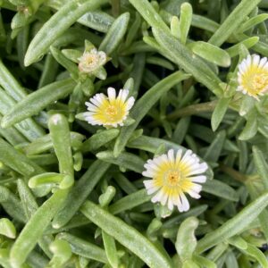 DELOSPERMA WHEELS OF WONDER&trade; Series 'Limoncello' PP32103