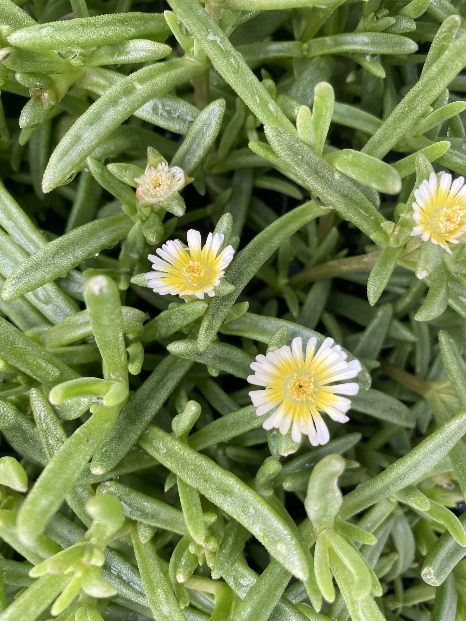 DELOSPERMA WHEELS OF WONDER™ Series 'Limoncello' PP32103