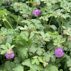 GERANIUM x cantabrigiense 'Karmina'