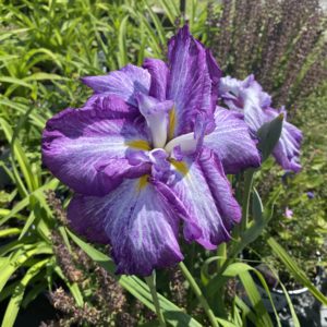 IRIS ensata DINNER PLATE&trade; ‘Harlequinesque'