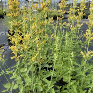 AGASTACHE KUDOS™ SERIES 'Yellow' PP26563