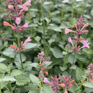 AGASTACHE KUDOS™ SERIES 'Ambrosia' PP25614