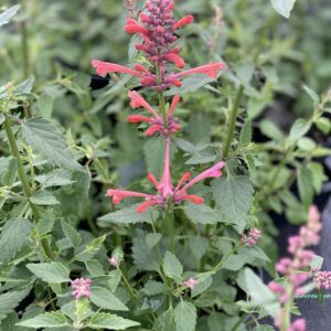 AGASTACHE KUDOS™ SERIES 'Coral' PP25613