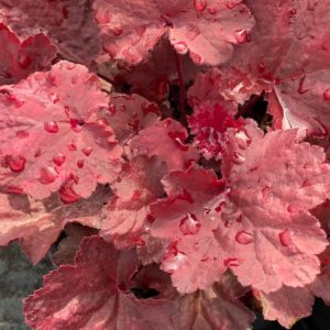 HEUCHERA ‘Magma' PP29116