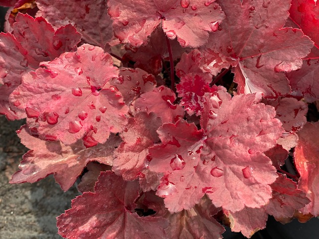HEUCHERA ‘Magma' PP29116