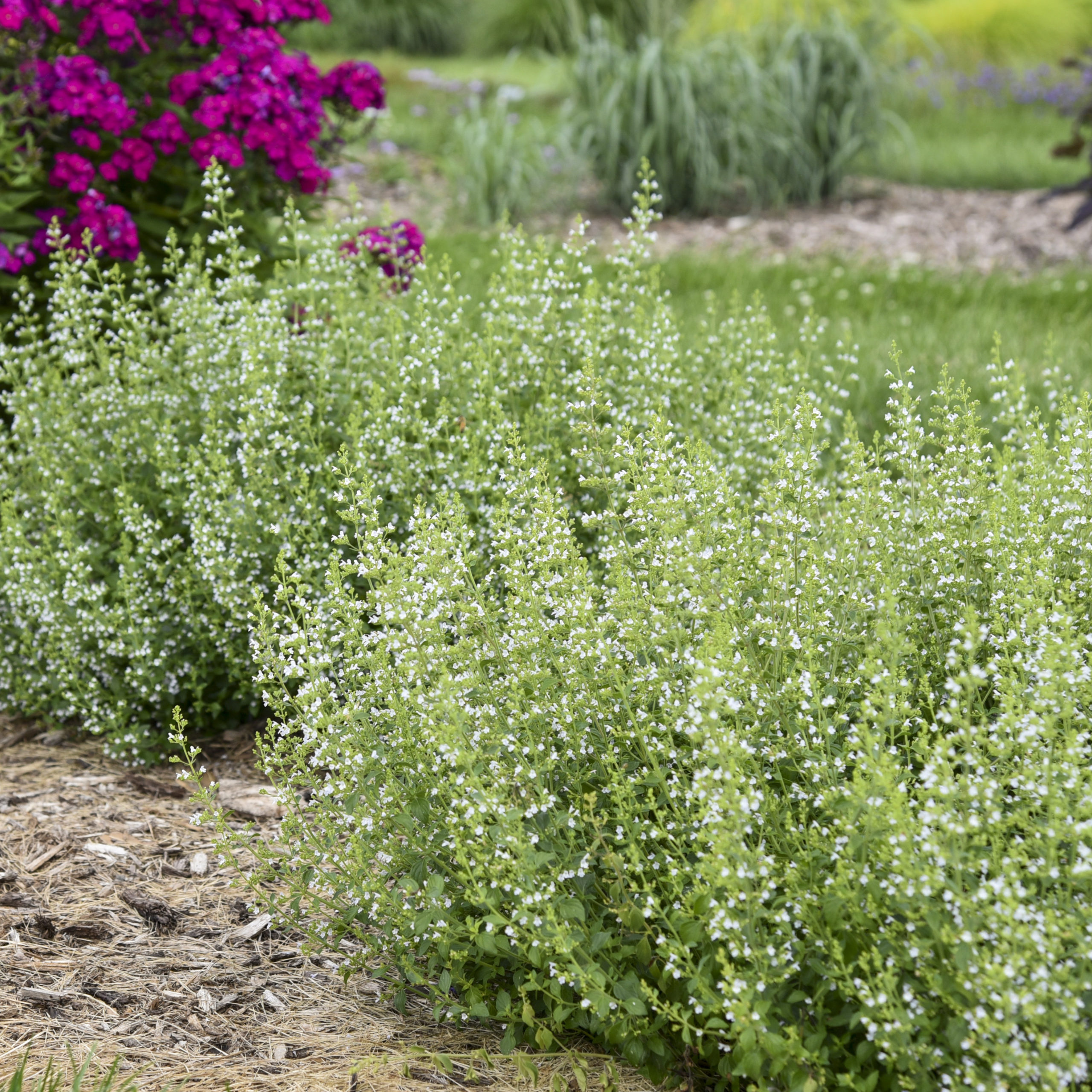 CALAMINTHA nepeta ssp. nepeta