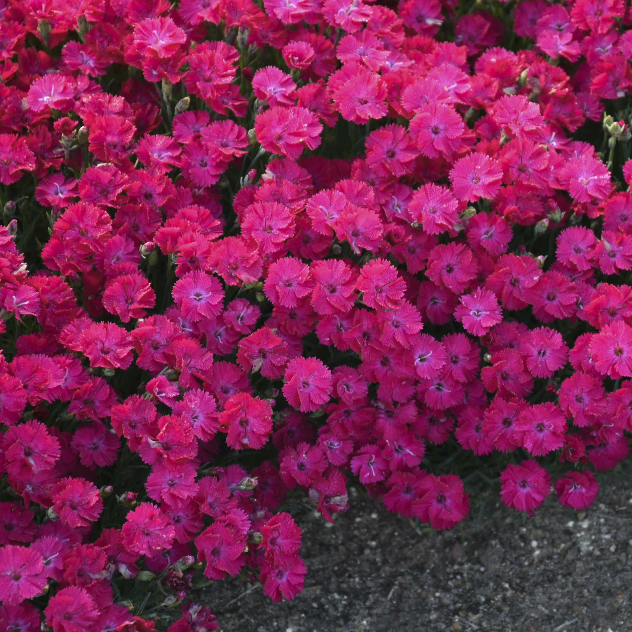 DIANTHUS 'Paint the Town Red' PP33293