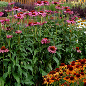 ECHINACEA 'Ruby Giant'