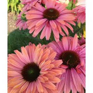 ECHINACEA SUNSEEKER'S™ 'Rainbow' PP33171