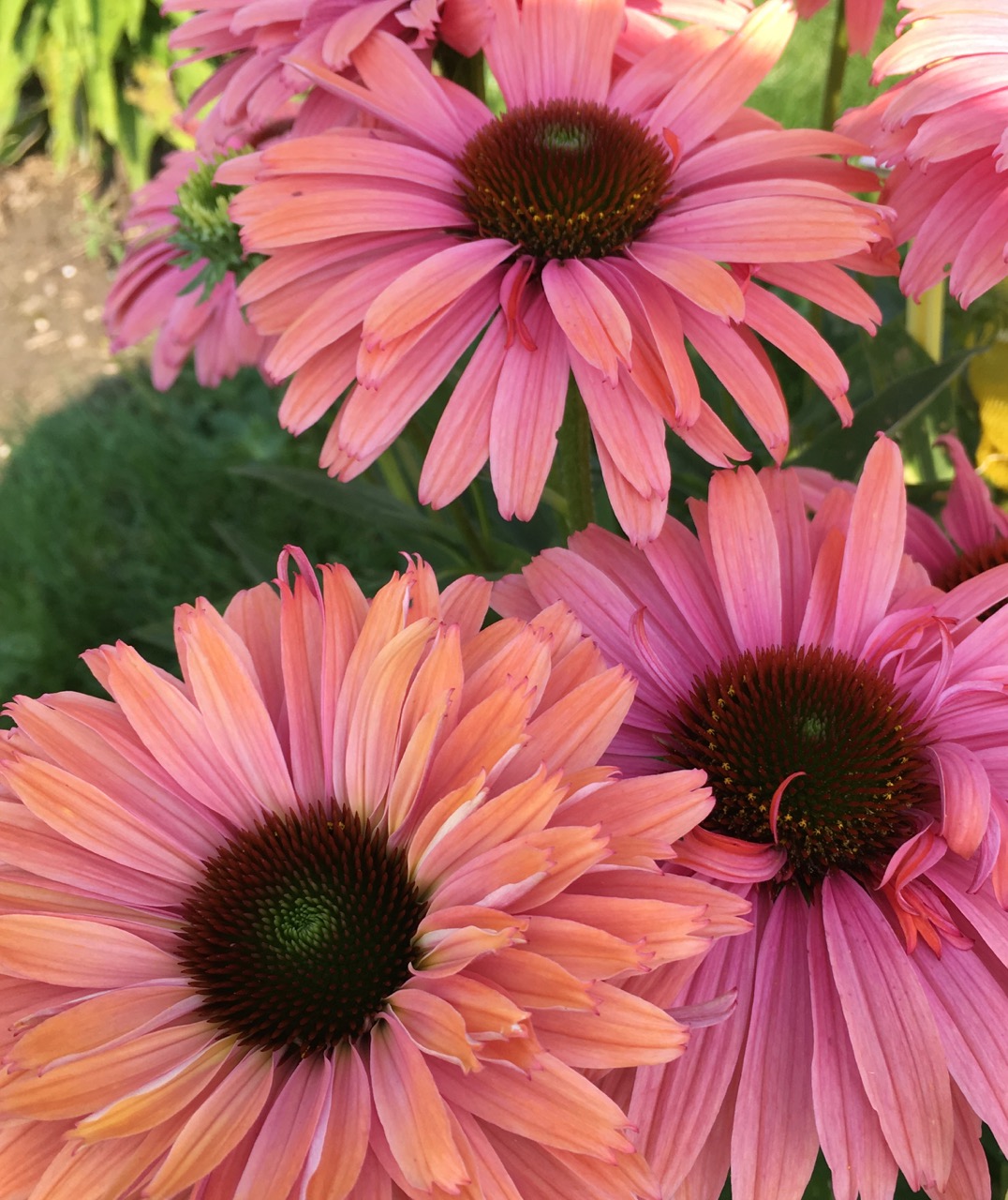 ECHINACEA SUNSEEKER'S™ 'Rainbow' PP33171