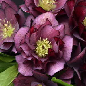 HELLEBORUS WEDDING PARTY&reg; SERIES 'True Love'