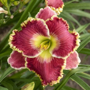 HEMEROCALLIS 'Born to Run'