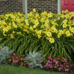 HEMEROCALLIS RAINBOW RHYTHM&reg; Collection 'Going Bananas' PP17164