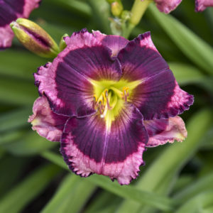 HEMEROCALLIS RAINBOW RHYTHM® Collection 'Storm Shelter'