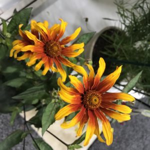 HELIOPSIS helianthoides var. scabra 'Burning Hearts'