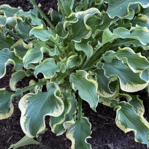 HOSTA SHADOWLAND® 'Wheee!' PP23565