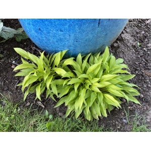 HOSTA 'Wiggles and Squiggles'