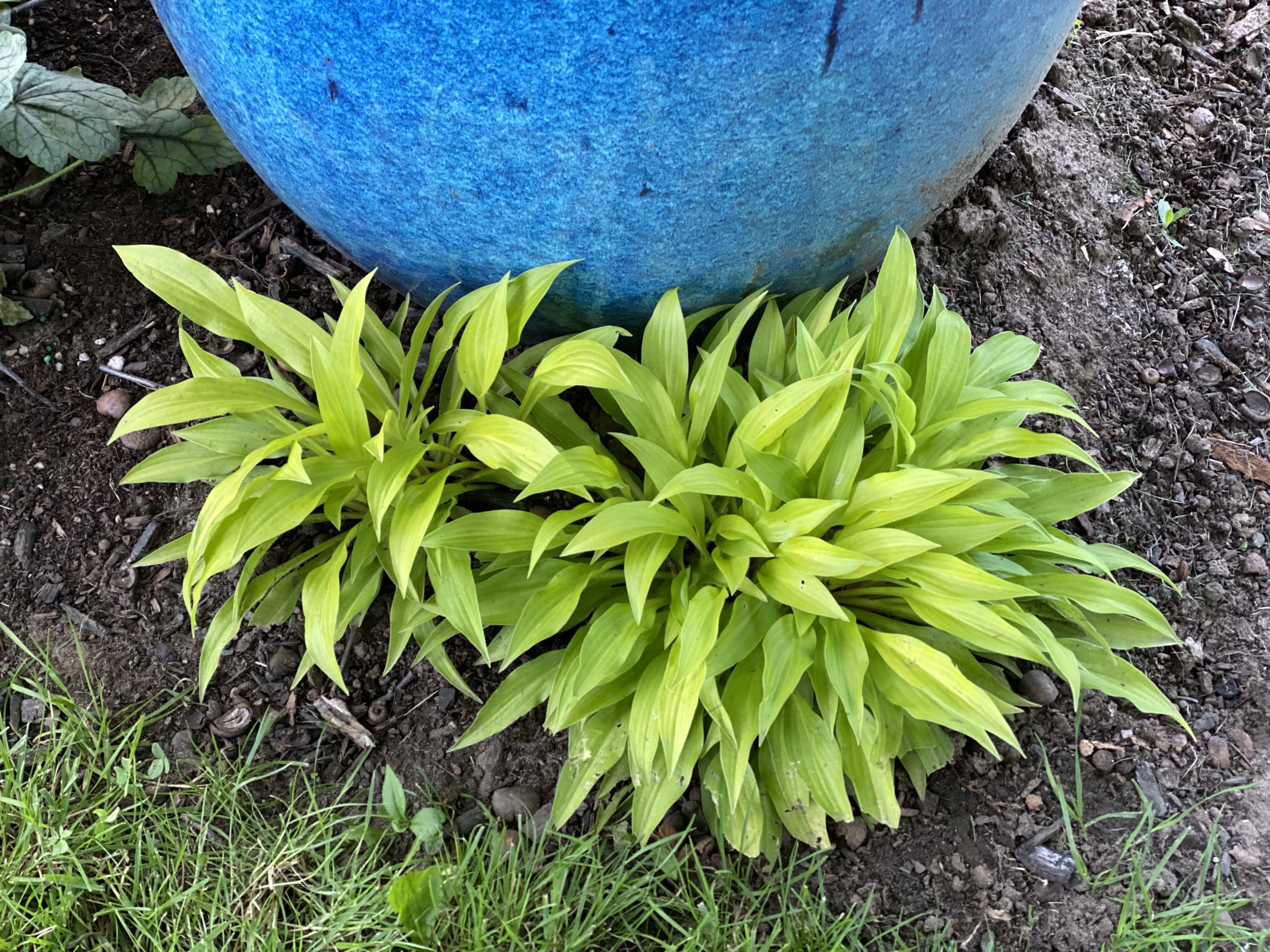 HOSTA 'Wiggles and Squiggles'