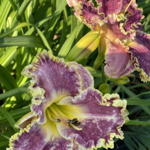 HEMEROCALLIS 'Raspberry Eclipse' PP31809