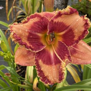 HEMEROCALLIS RAINBOW RHYTHM&reg; Collection 'Lake of Fire'