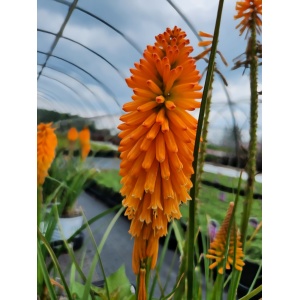 KNIPHOFIA PYROMANIA™ Collection 'Orange Blaze' PP31545
