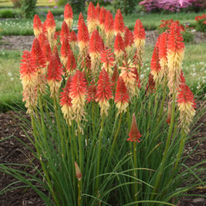 KNIPHOFIA PYROMANIA™ Collection 'Rocket's Red Glare' PP30772