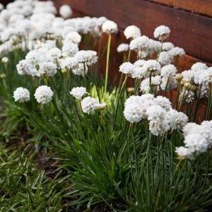 ARMERIA pseudarmeria DREAMERIA® ‘Dream Clouds’ PP33597