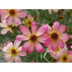 COREOPSIS PERMATHREAD™ 'Shades of Rose' PP29920