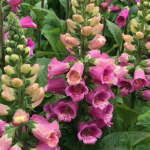 DIGITALIS purpurea ‘Candy Mountain’