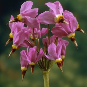 DODECATHEON meadia 'Aphrodite’ PP14002