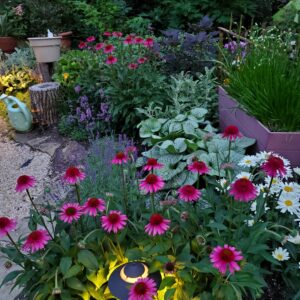 ECHINACEA 'Delicious Candy' PPAF