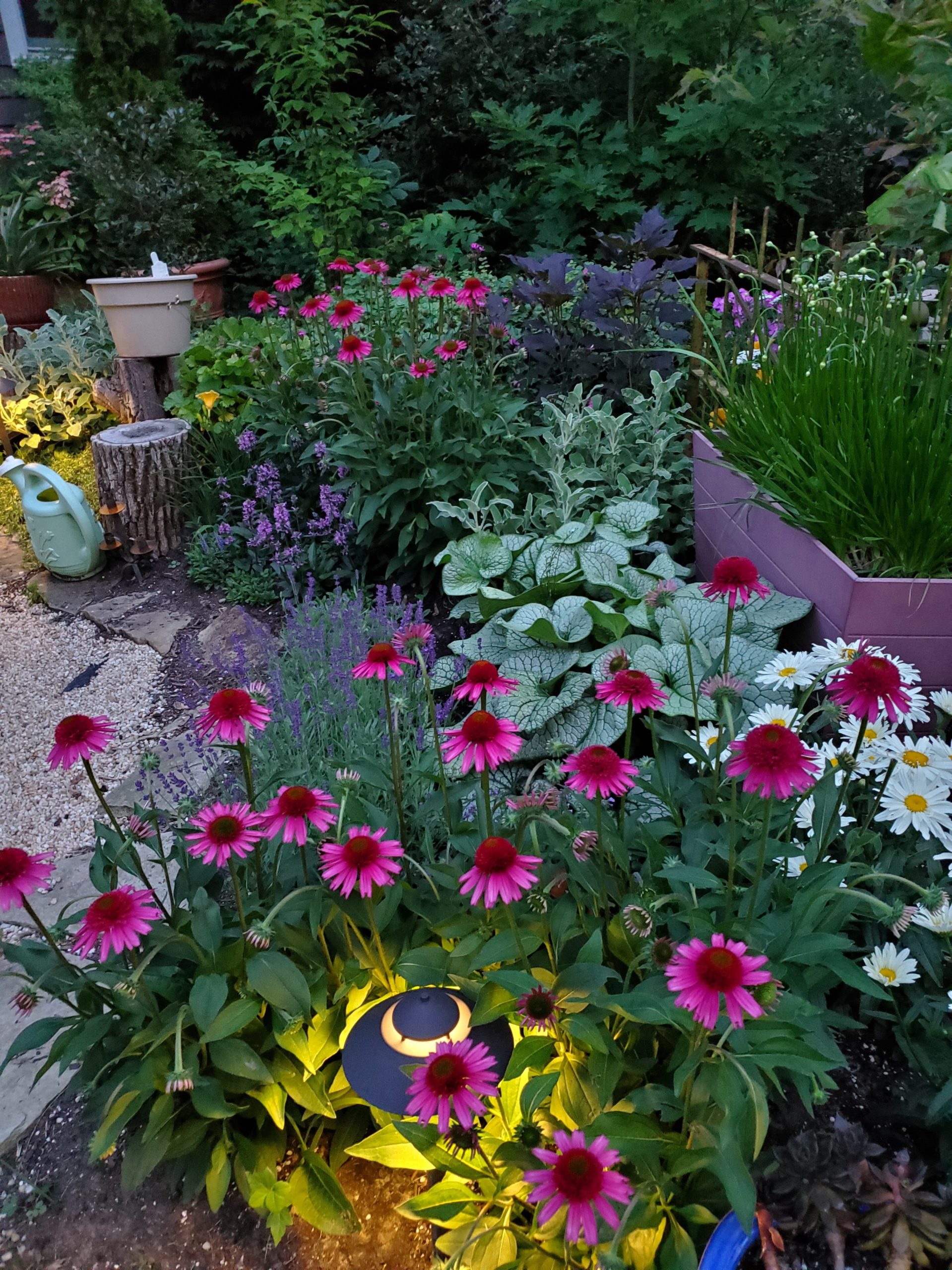 ECHINACEA 'Delicious Candy' PPAF