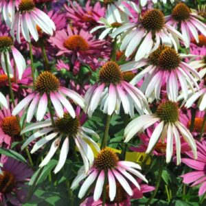 ECHINACEA 'Pretty Parasols' PP31675