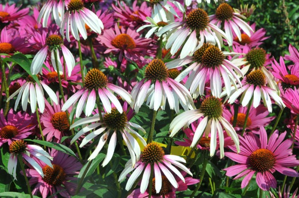 ECHINACEA 'Pretty Parasols' PP31675