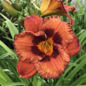 HEMEROCALLIS 'Mighty Chestnut'
