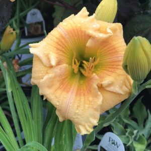 HEMEROCALLIS RAINBOW RHYTHM&reg; Collection 'Orange Smoothie' PP28643