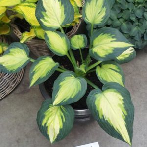 HOSTA 'Forbidden Fruit' PP24001