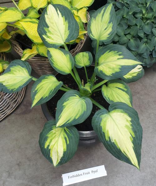 HOSTA 'Forbidden Fruit' PP24001