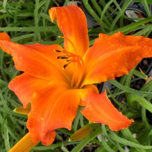 HEMEROCALLIS RAINBOW RHYTHM® Collection ‘Primal Scream’