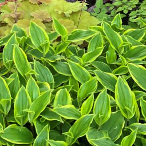 TRICYRTIS formosana 'Autumn Glow'