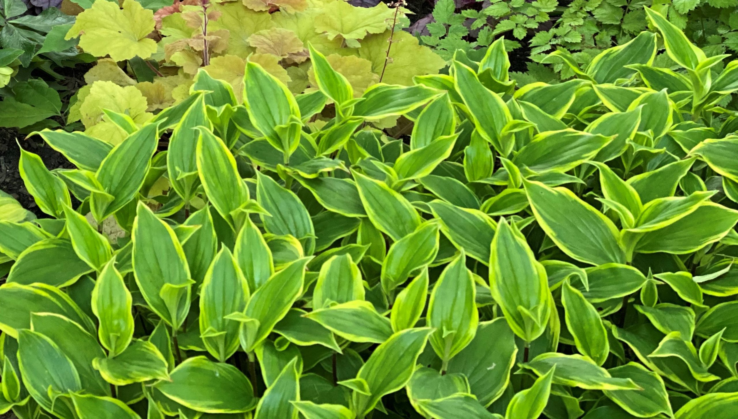 TRICYRTIS formosana 'Autumn Glow'