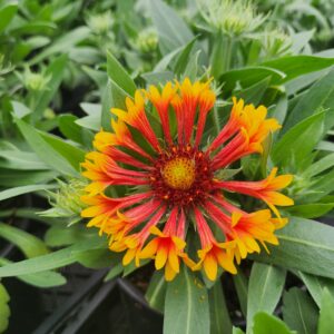 GAILLARDIA SPINTOP™ SERIES 'Copper Sun' PP32215