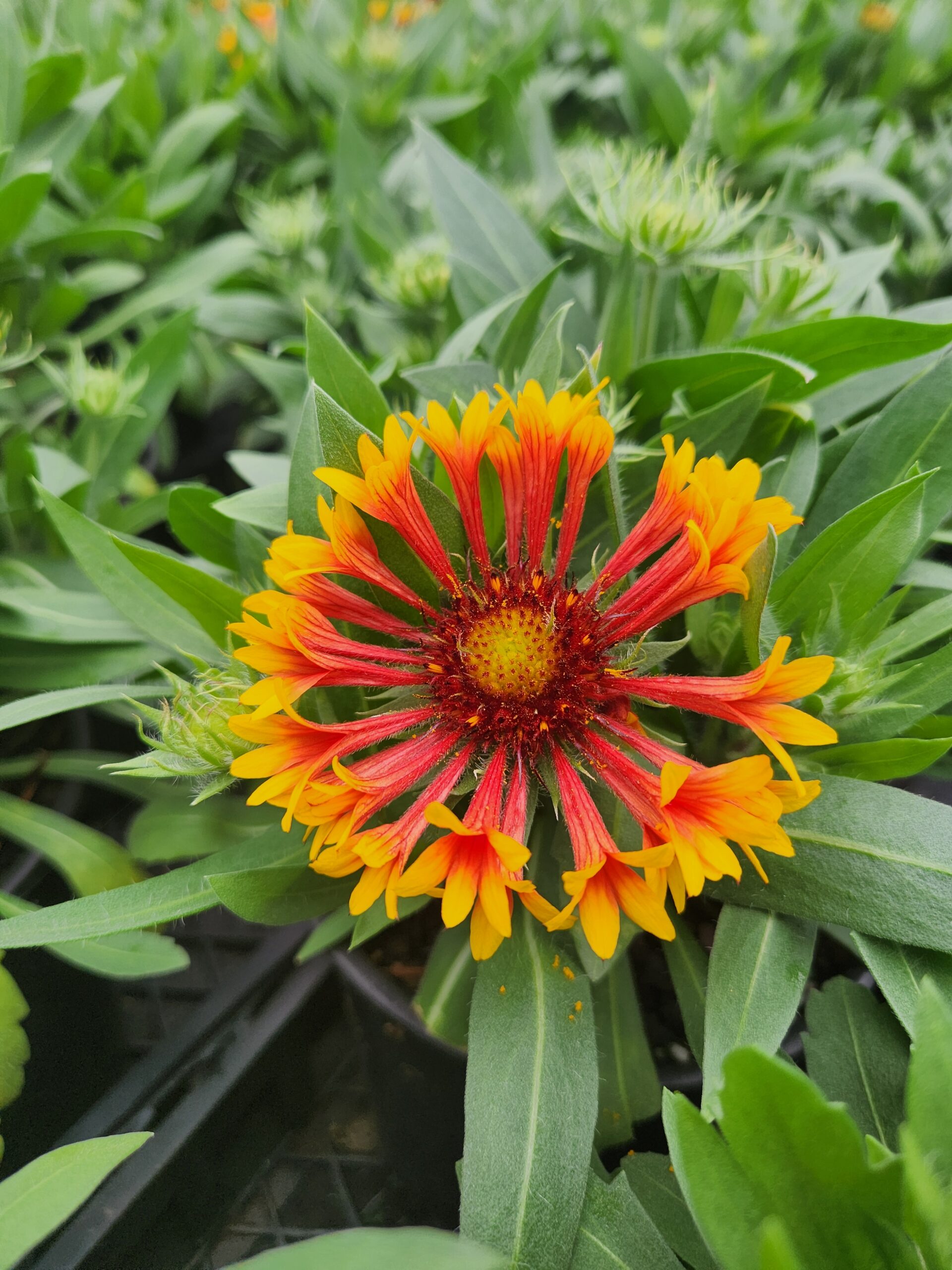 GAILLARDIA SPINTOP™ SERIES 'Copper Sun' PP32215