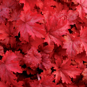 HEUCHERA 'Fire Chief' PP21880