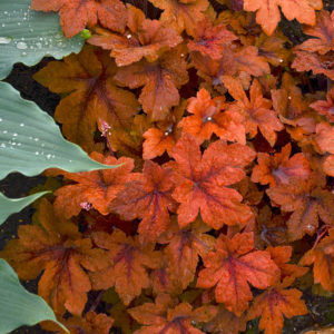 HEUCHERELLA ‘Pumpkin Spice’ PP29925