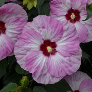 HIBISCUS moscheutos SUMMERIFIC&reg; ‘Spinderella' PP33309  