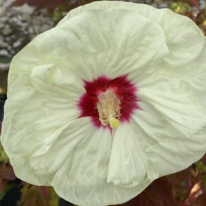 HIBISCUS moscheutos SUMMERIFIC&reg; ‘French Vanilla' PP33181