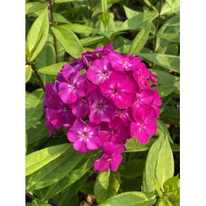 PHLOX paniculata LUMINARY™ Collection 'Ultraviolet' PP33607