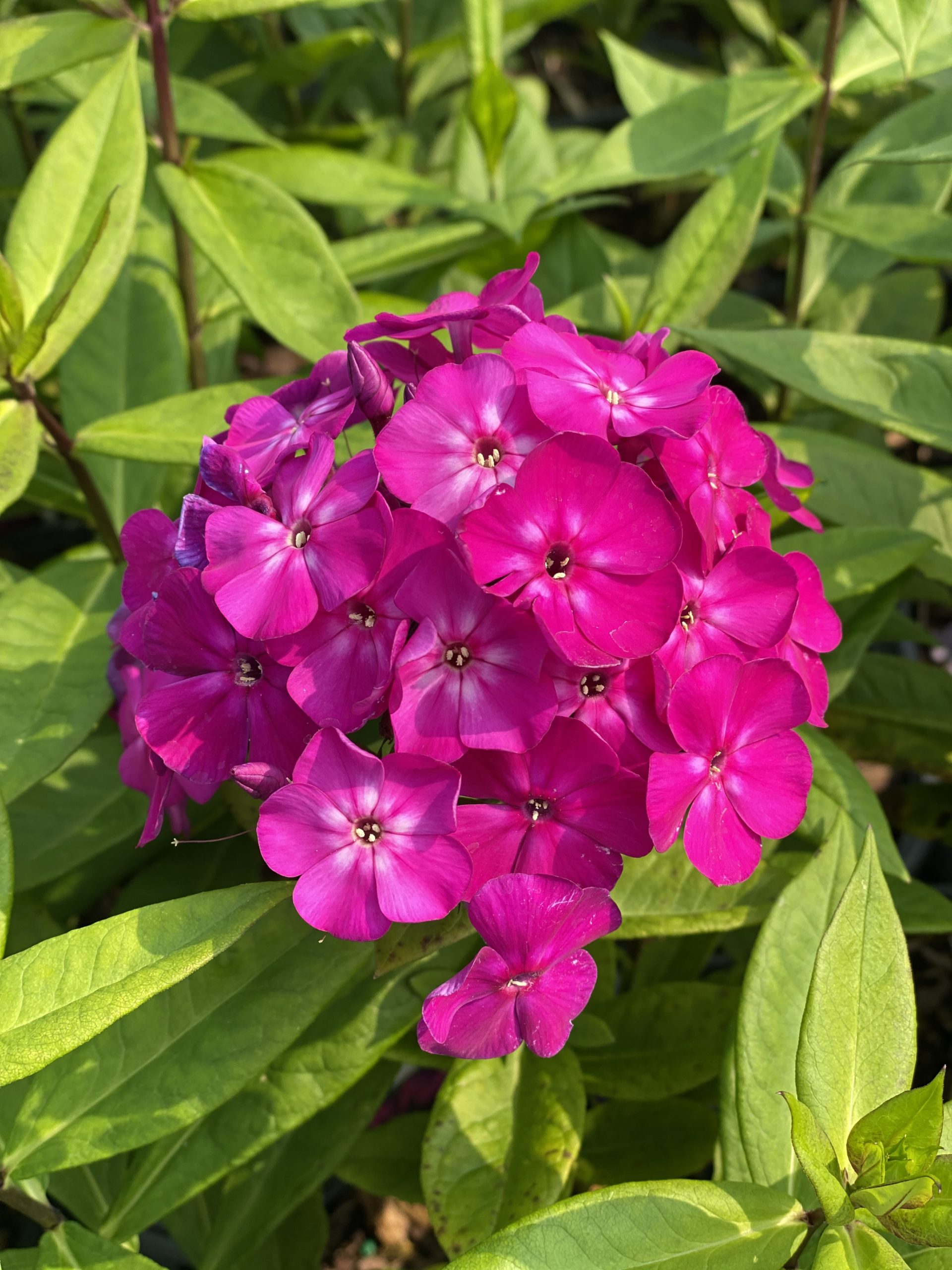 PHLOX paniculata LUMINARY™ Collection 'Ultraviolet' PP33607